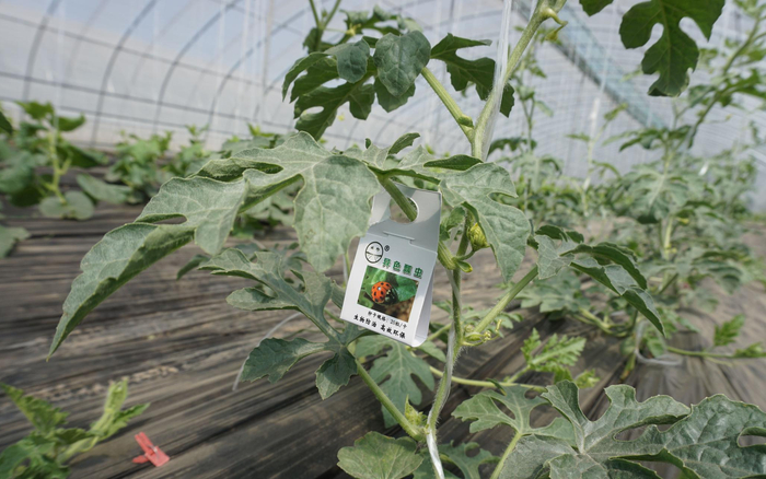 异色瓢虫生物防治。北京市植保站供图