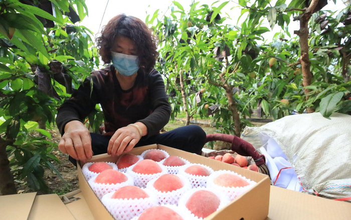 桃农正在给“春雪”大桃装盒。通讯员 李嫣然 摄