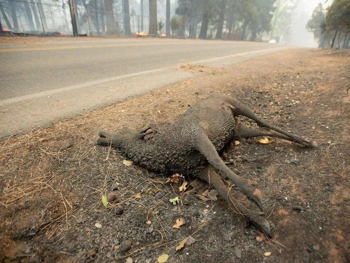 痛心！凉山山火造成19人遇难！这个国家时刻有人在为你拼命