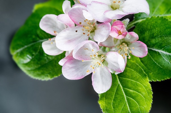 图说：从英国嫁接而来的牛顿苹果树开出了粉色小花  采访对象供图（下同）