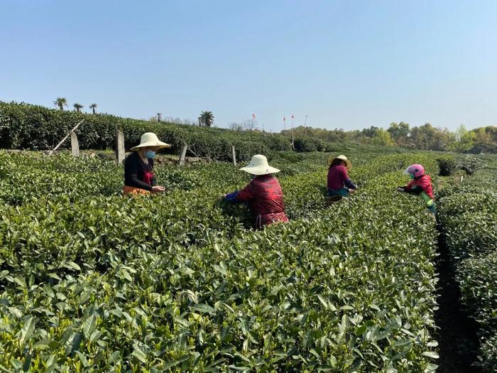 百世“农品优行”来了，200多户茶农笑了