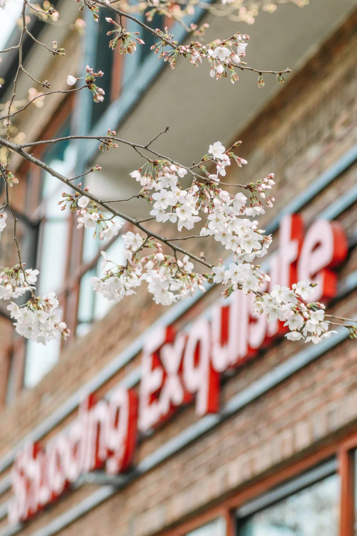 小镇内樱花盛开