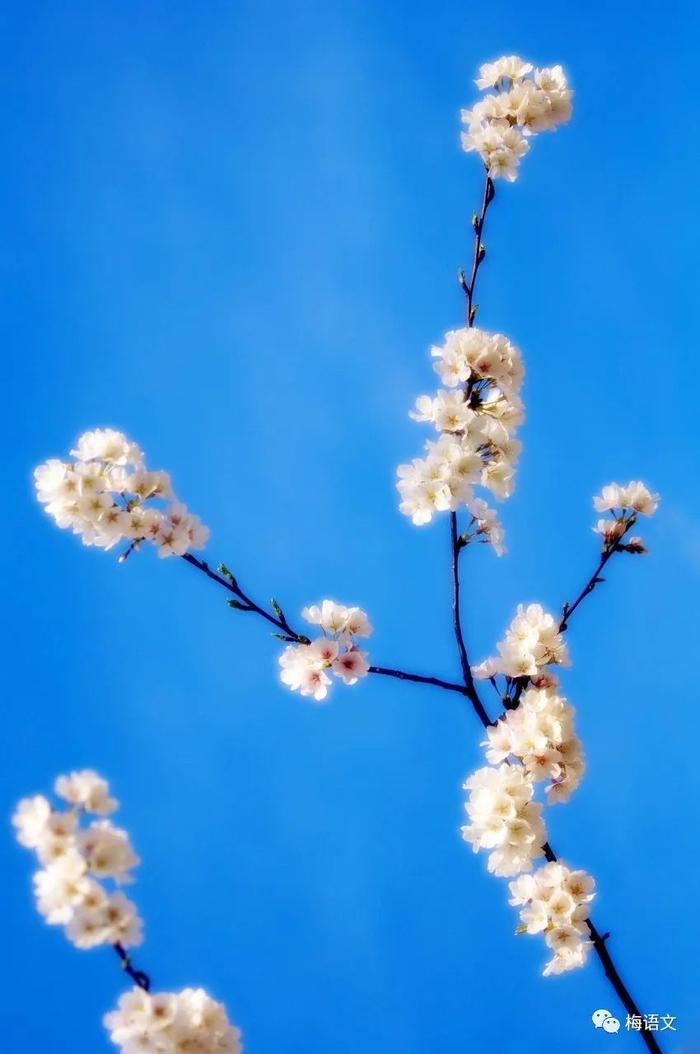 【朗诵】四月：山河无恙，愿你春风盈怀，两袖花香！