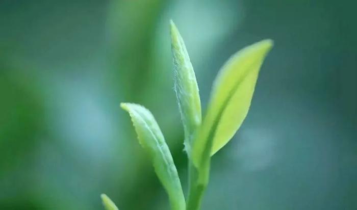 春茶来了！非遗大师亲制的西湖龙井，38000茶芽不足一斤茶