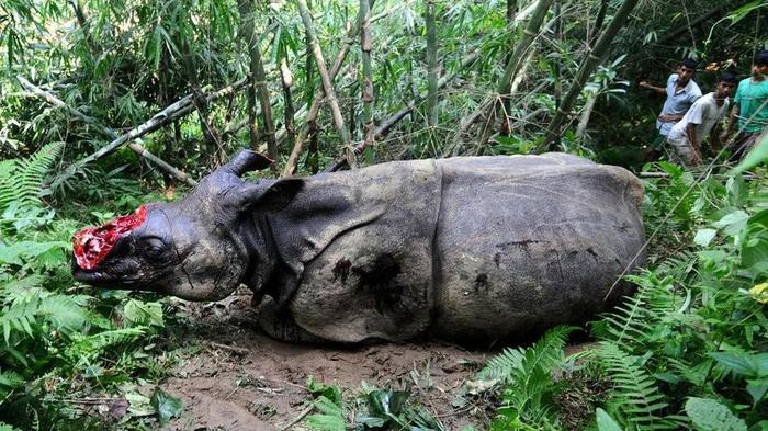 南极血红一片，1500万动物一夜死亡！这场危及75亿人的灾难，已经发生了…