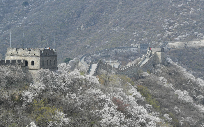  慕田峪长城被粉色的花海簇拥着。新京报记者 王颖 摄