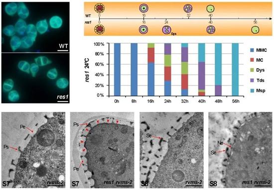 Nature Plants刊发上师大教授杨仲南团队突破性成果