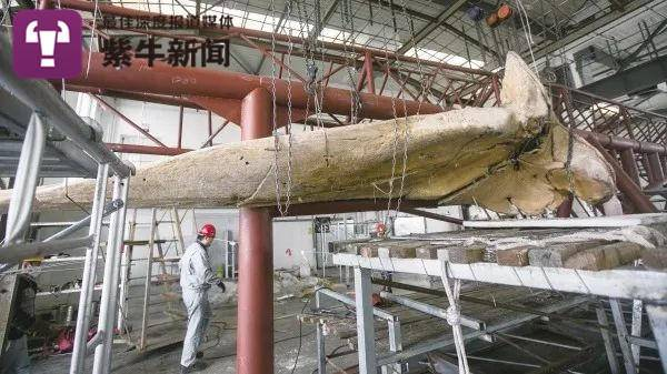 塑化标本制作中