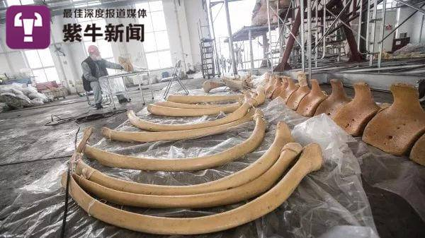 塑化标本制作中