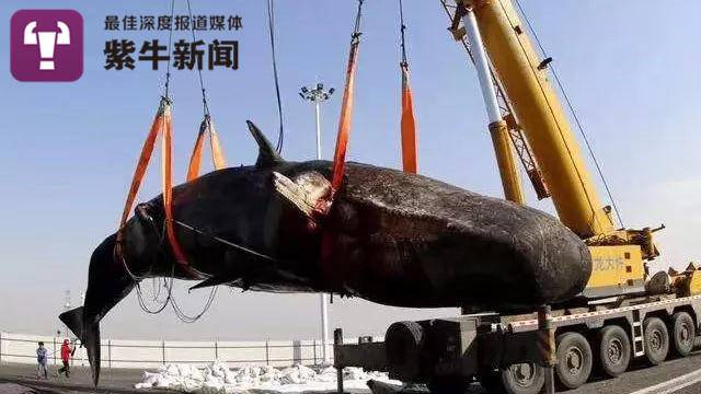 洋洋在如东海滩搁浅