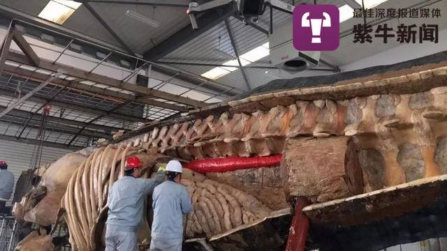 塑化标本制作中