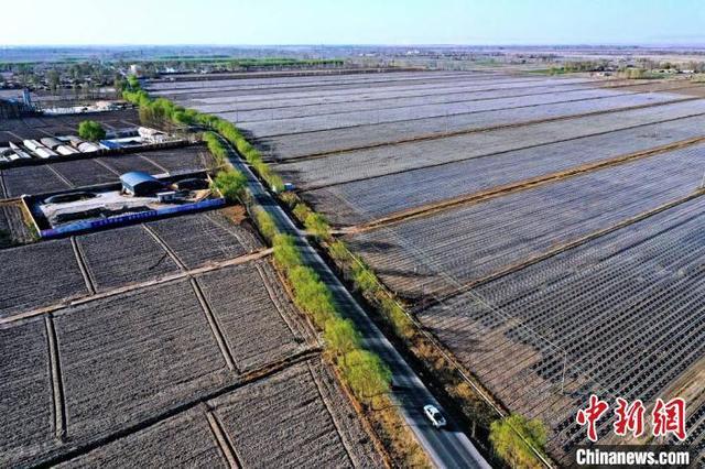 甘肃高台大型机械铺种万亩青贮玉米