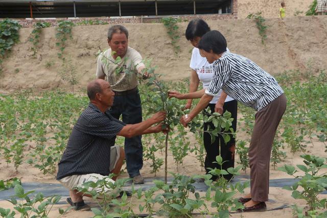 安定镇国智山地苹果种植家庭农场： 念好苹果致富经 勇当改革先行者