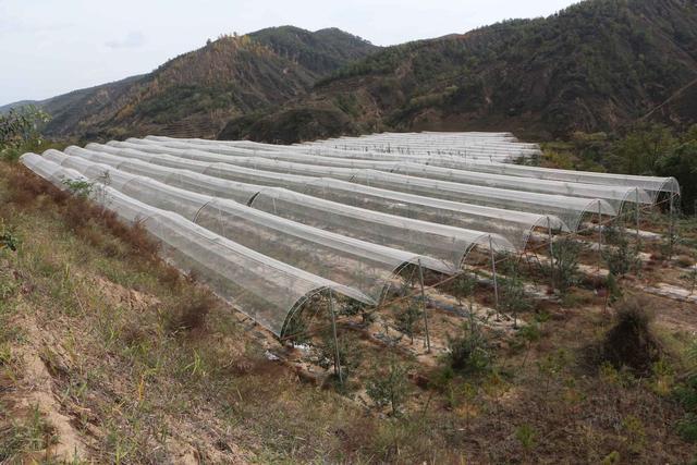 安定镇国智山地苹果种植家庭农场： 念好苹果致富经 勇当改革先行者