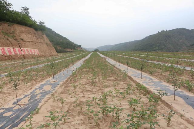 安定镇国智山地苹果种植家庭农场： 念好苹果致富经 勇当改革先行者