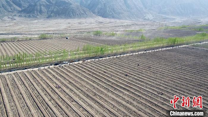 焉耆县霍拉山脚下的葡萄园。　刘雨珊 摄
