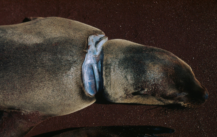 海洋动物被塑料垃圾缠绕。 WWF供图