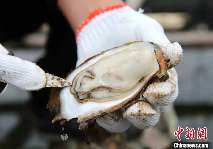 养殖户刘星锋在展示养殖的新鲜大蚝。　曾开宏 摄