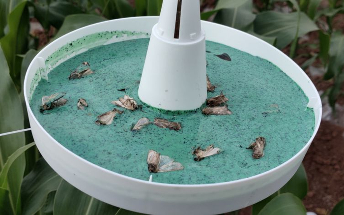 草地贪夜蛾食诱剂诱捕器。中国农科院供图