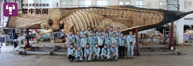 工作人员和抹香鲸标本的合影