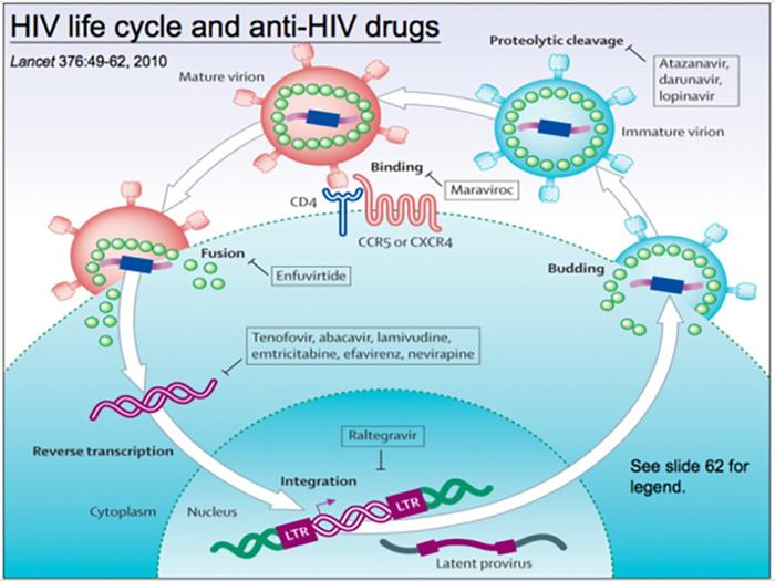 金冬雁：前6种人类冠状病毒和HIV研究带来的抗击新冠思路