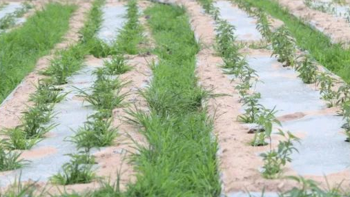 在田埂间种植牛筋草庇护辣椒。中国农科院供图