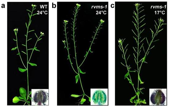 Nature Plants刊发上师大教授杨仲南团队突破性成果