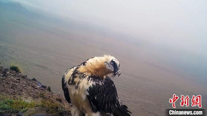     胡兀鹫巡视自己的地盘。 阿尔金山国家级自然保护区高原生态研究室提供
