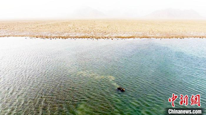 棕熊在水中嬉戏。 阿尔金山国家级自然保护区高原生态研究室提供