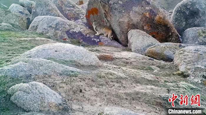 兔狲岩石上观望。 阿尔金山国家级自然保护区高原生态研究室提供