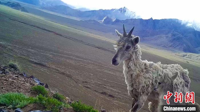 岩羊在镜头前“卖萌”。 阿尔金山国家级自然保护区高原生态研究室提供