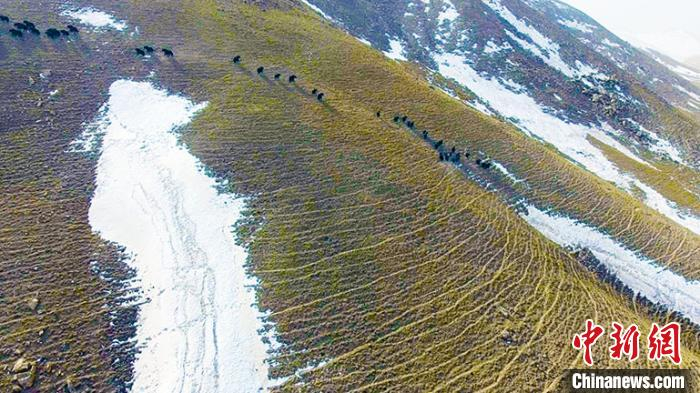 成群结队野牦牛觅食。 阿尔金山国家级自然保护区高原生态研究室提供