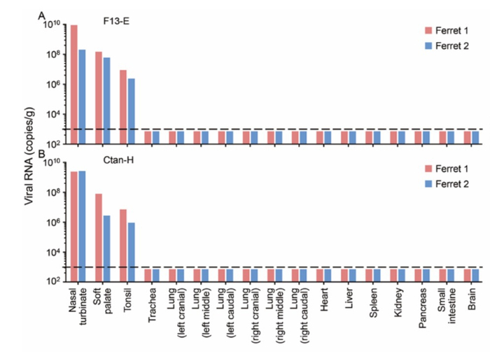  雪貂脏器或组织中病毒RNA：A、接种F13-E，B、接种CTan-H。