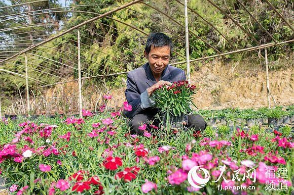 德化县龙浔镇丁墘村一组脱贫户林生平，在自家的花圃打理石竹。 许华森摄