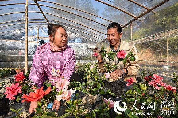 林生平和李彩凤在整理花儿。许华森摄