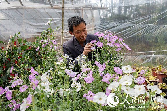 在自家的花圃打理矮牵牛花。 许华森摄