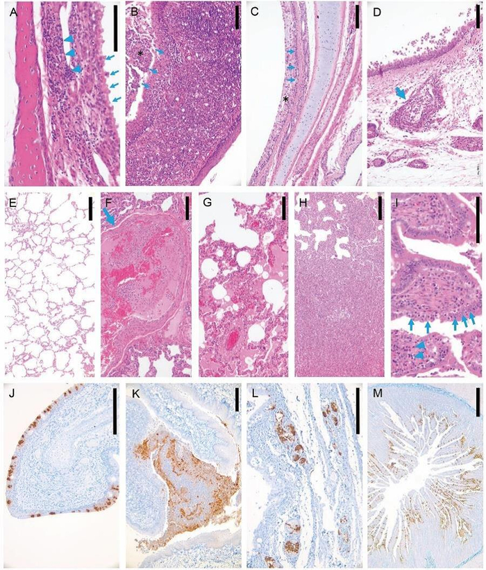 新冠病毒在感染猫呼吸系统及消化系统高效复制，引起病理损伤和炎症反应，病毒感染后3天病死或安乐死猫组织病理学及免疫组化研究。（A）鼻粘膜上皮排列紊乱，纤毛脱落（箭头），固有层淋巴细胞侵润（箭头）。（B）扁桃体上皮细胞变性、坏死，粘膜上皮（星号）表面覆盖细胞碎片及中性粒细胞（箭）。（C）气管粘膜上皮变性、坏死（箭），表面覆盖混有大量细胞碎片的黏液（星号）。（D）气管黏液腺上皮坏死，淋巴细胞侵润（箭）。（E）未感染病毒猫肺正常组织结构。（F）肺血管内炎症细胞聚集，纤维蛋白凝结形成（箭）。（G）肺泡内即肺泡间隔大量巨噬细胞及淋巴细胞侵润。（H）肺泡及肺泡间隔炎性侵润和增生。（I）小肠上皮部分细胞变性、坏死，固有层中等程度淋巴细胞侵润（箭）。（J）鼻甲粘膜上皮细胞大量病毒抗原阳性（棕色）。（K）扁桃体粘膜上皮及粘膜表面脱落细胞大量病毒抗原阳性（棕色）。（L）气管黏液腺浆液细胞大量病毒抗原阳性（棕色）。（M）小肠粘膜上皮细胞大量病毒抗原阳性（棕色）。标尺线 A， I = 100 μm， B-H， J-L = 200 μm， M = 500 μm