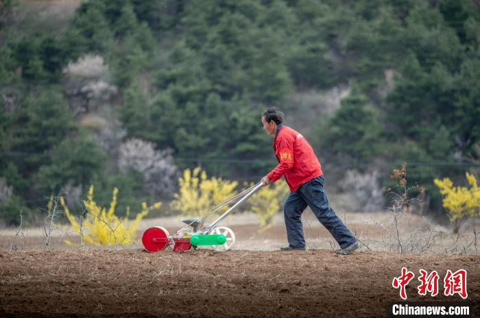     眼下，“炎帝故里”山西高平原村乡凤翅山下一派忙碌景象。　郭中海　摄