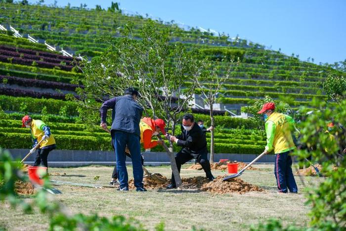 广州12家经营性墓园推广骨灰植树还林，明年清明或可安葬首批骨灰