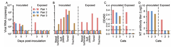 猫之间新冠病毒的传播。