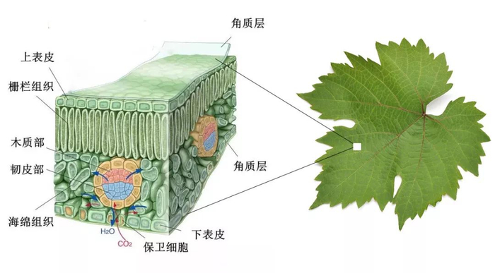 葡萄叶片的秘密,你都读懂了吗?