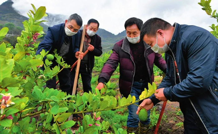 3 月 4 日，福建省侨乡福清市一都镇农业服务中心副主任陈远灿（右一）在东山村农业生产示范区田地里为农民传授果树栽培技术 魏培全摄 / 本刊