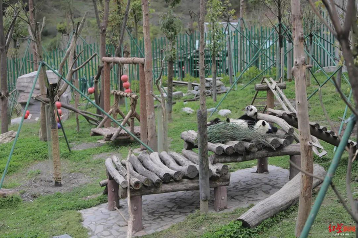 ▲2020年4月12日，神树坪熊猫基地，大熊猫幼儿生活区，远处是丰容吊球