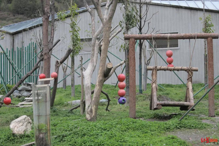 ▲大熊猫幼儿园的丰容吊球