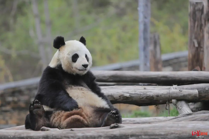 ▲2020年4月12日，神树坪熊猫基地的大熊猫