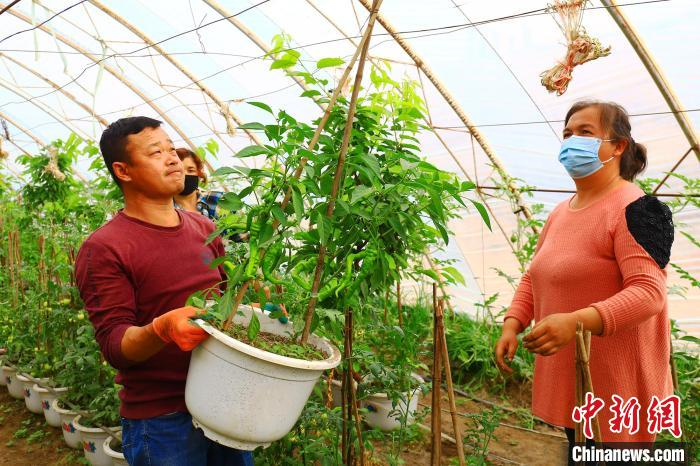 为客户搬运订购的盆栽辣椒。　胡国凯 摄