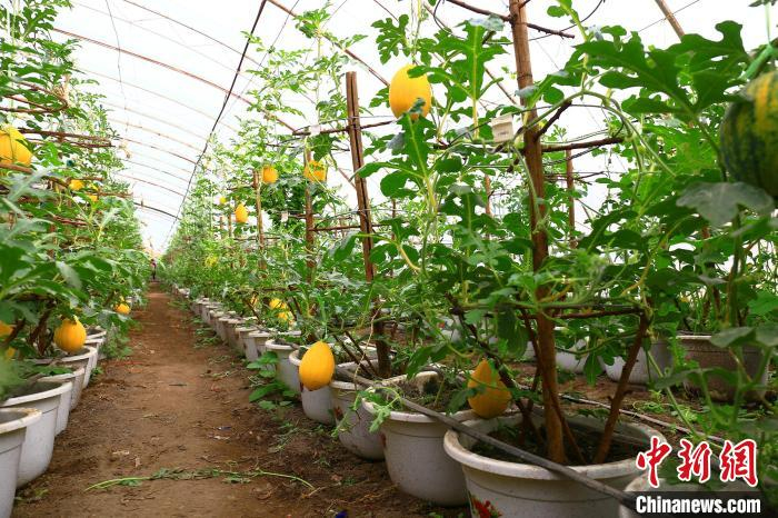     大棚内的盆栽西瓜长势良好，再有一个月将成熟。　李靖海　摄