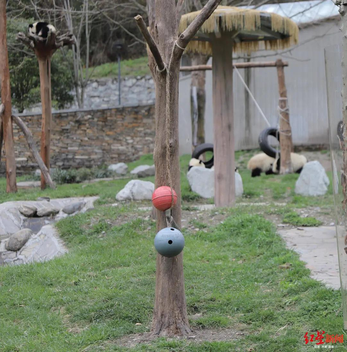▲2020年4月12日，神树坪熊猫基地的丰容吊球