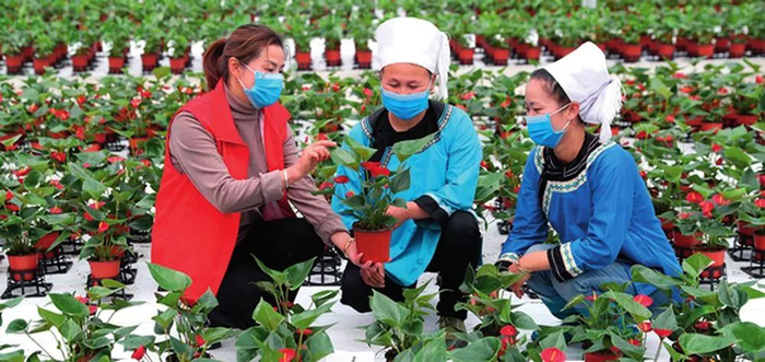  3 月 8 日，贵州省黔东南苗族侗族自治州榕江县的妇女干部宁胜琼（左）在高旧村花卉基地与村民交流花卉管理技术 杨成利摄/ 本刊