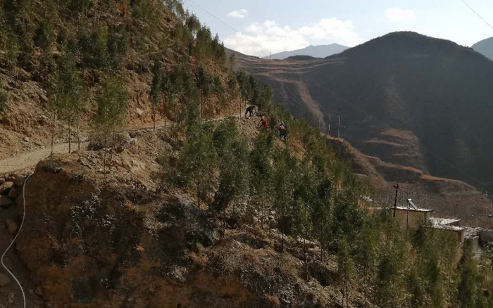 整座山开始葱郁起来。受访者供图